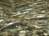 Salmon in shallow water