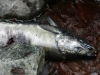 Salmon carcass