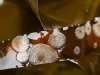 kelp-encrusting-bryozoan