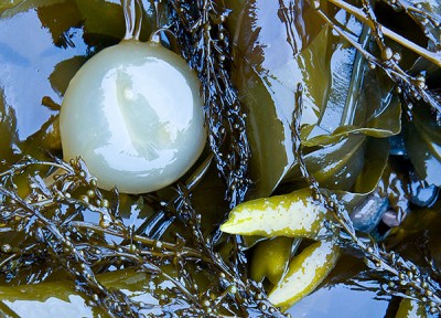 Flotsam 1