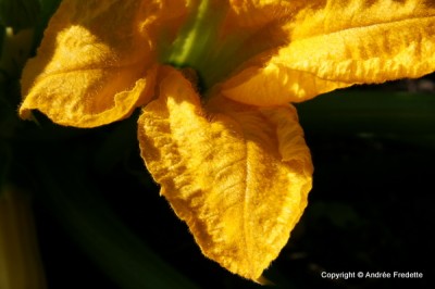 Squash Blossom