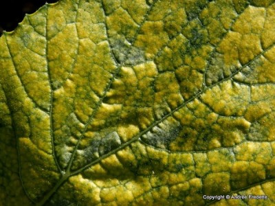 Squash Leaf