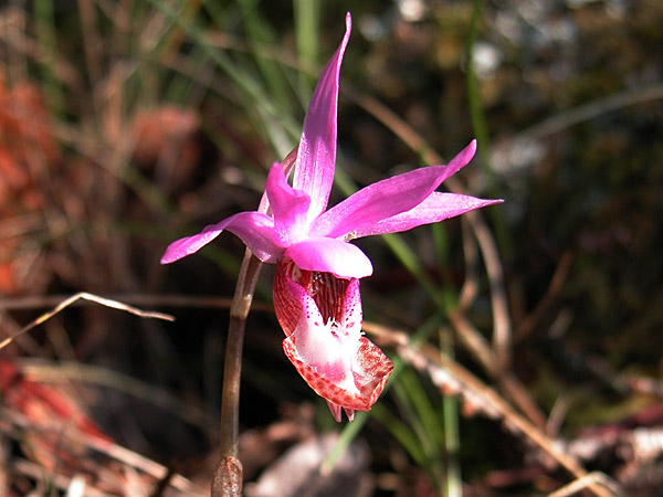 Calypso bulbosa, a wild orchid