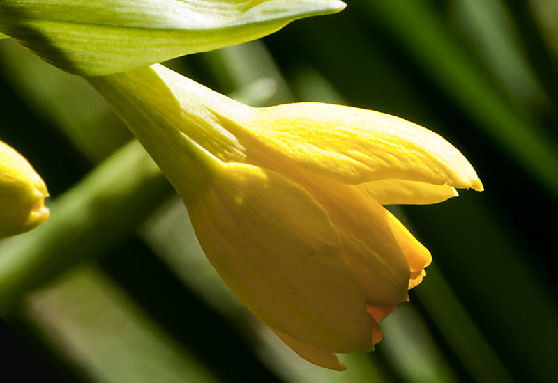 Mini Narcissus