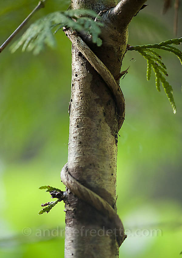 Cedar sapling with honeysuckle vine wrap