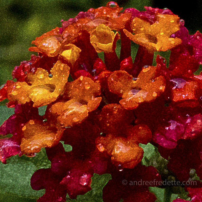 Lantana in the rain, Filters - © Andrée Fredette