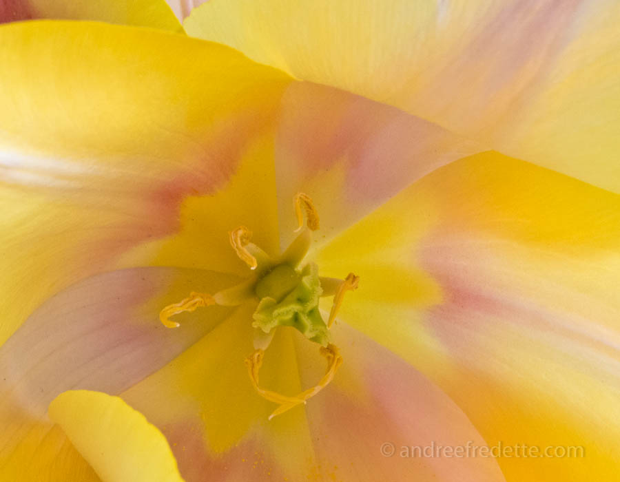 Blushing Beauty tulip, close-up. Photo © Andrée Fredette