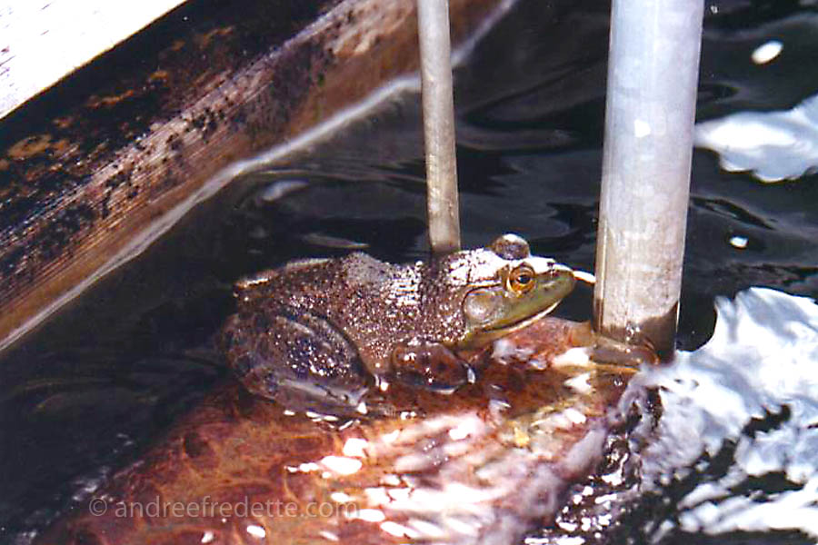 American bullfrog (Lithobates catesbeianus). Photo © Andrée Fredette