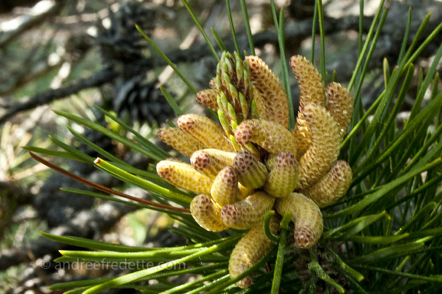Pine male cones. Photo by Andrée Fredette