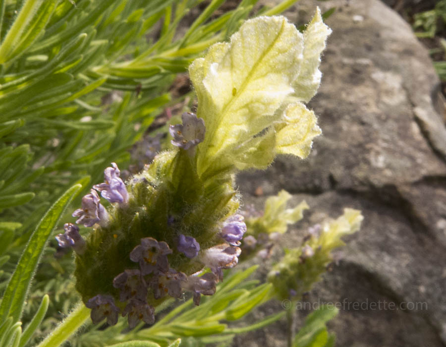 Spanish lavender (Lavandula stoechas) in white hybrid. Photo © Andrée Fredette