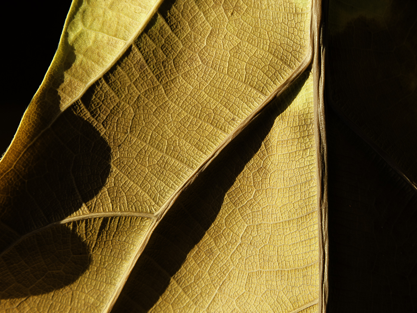 Fiddlehead ficus leaf, detail. Macro photo by Andrée Fredette
