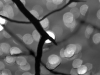 Bokeh in black and white, Photo © Andrée Fredette, 2014