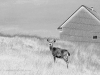 East Point Buck, Black and white, Photo © Andrée Fredette, 2014
