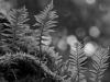 Ferns up a tree Black and White Photo - © Andrée Fredette, 2014