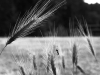Grass Denizen. Photo © Andrée Fredette