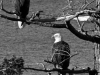 Pair of Bald Eagles, Black and White photo © Andrée Fredettte, 2014