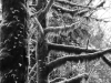 Rain forest in BC. © Andrée Fredette