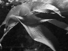 Textured Kelp, Black and White Photo - © Andrée Fredette, 2014