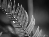 Spore Morse Code, black and white photo © Andrée Fredette