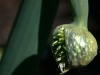 onion-800x533
