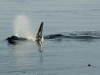 Orcas (killer whales) swim by East Point, Saturna island, BC