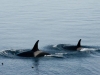 Orcas (killer whales) swim by East Point, Saturna island, BC