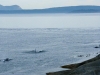 Orcas (killer whales) swim by East Point, Saturna island, BC