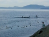 Orcas (killer whales) swim by East Point, Saturna island, BC