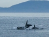 Orcas (killer whales) swim by East Point, Saturna island, BC