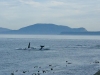 Orcas (killer whales) swim by East Point, Saturna island, BC