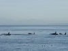 Orcas (killer whales) swim by East Point, Saturna island, BC