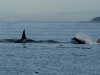 Orcas (killer whales) swim by East Point, Saturna island, BC