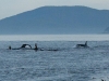 Orcas (killer whales) swim by East Point, Saturna island, BC