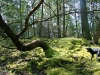 Emerald Forest Floor, Saturna Island, BC