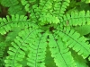 Fern Structure
