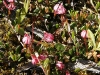 Bog cranberry (Oxycoccus oxycoccos)