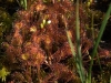 Round-leaved Sundew (Drosera rotundifolia)