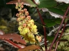 Dull Oregon Grape (Mahonia nervosa)
