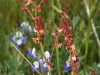 East Point, mystery flower in the grass