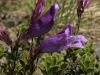 Davidson's Penstemon (Penstemon davidsonii)