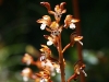 Spotted Coralroot (Corallorhiza maculata)