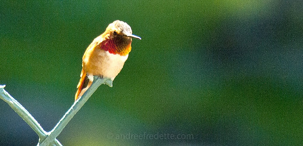 Rufous Hummingbird. Photo © Andrée Fredette