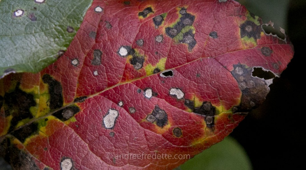 Salal leaf, fall. Photo by Andrée Fredette