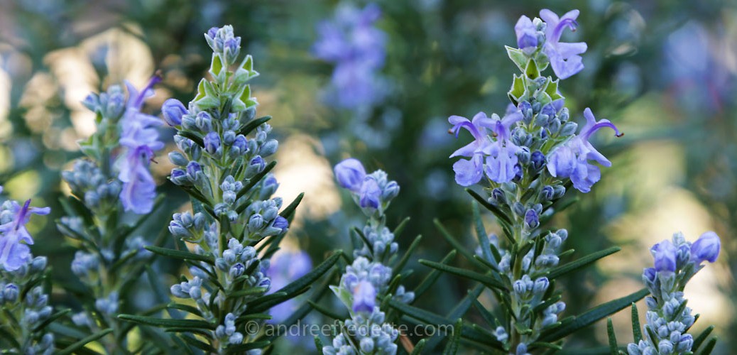 Rosemary in bloom, in January, on Saturna Island. Photo by Andrée Fredette