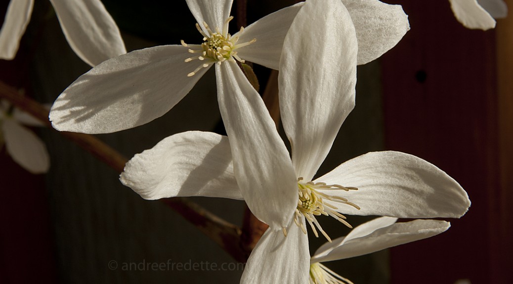 Winter clematis. Photo by Andrée Fredette