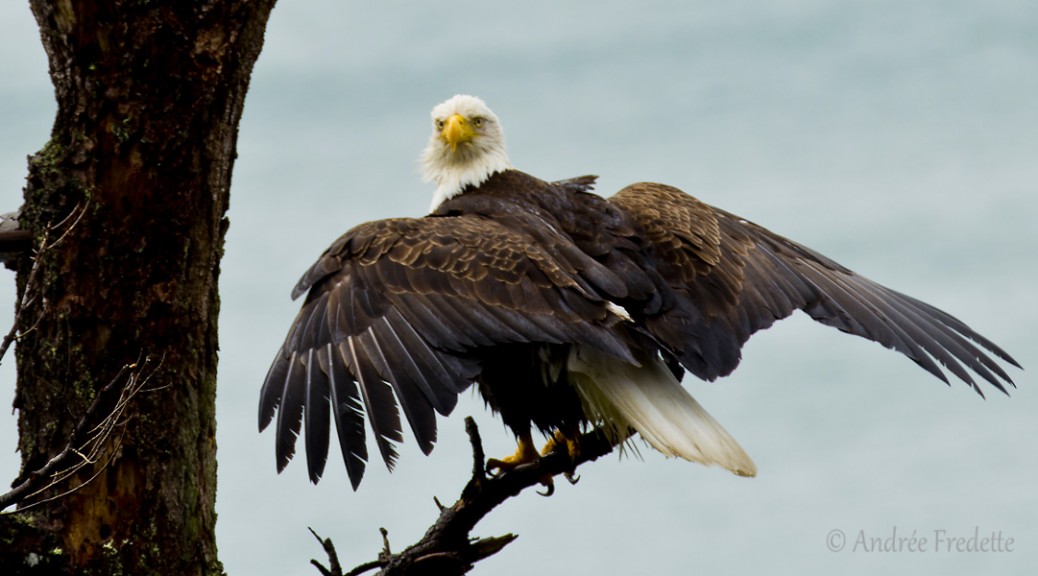 Eagle, drying out after fishing. Photo by Andrée Fredette