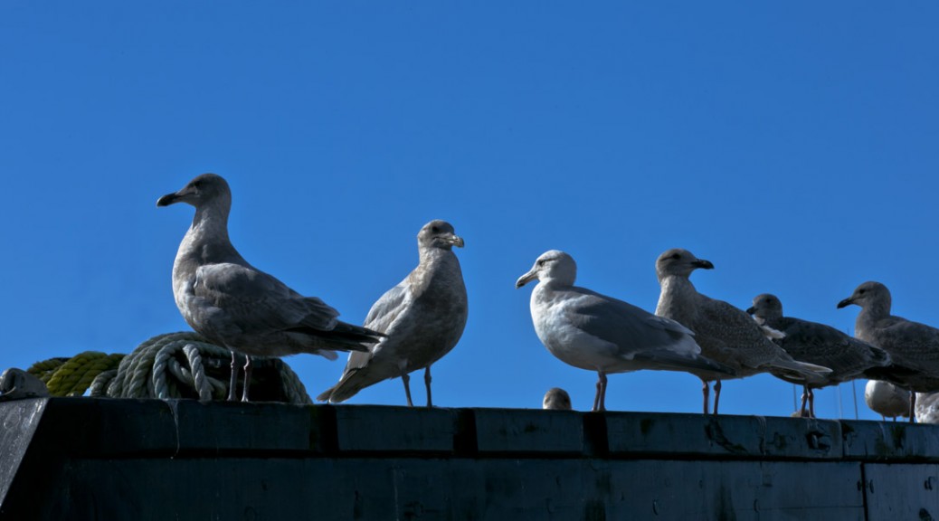 Gull Convention, Steveston Docks, BC. Photo by Andrée Fredette