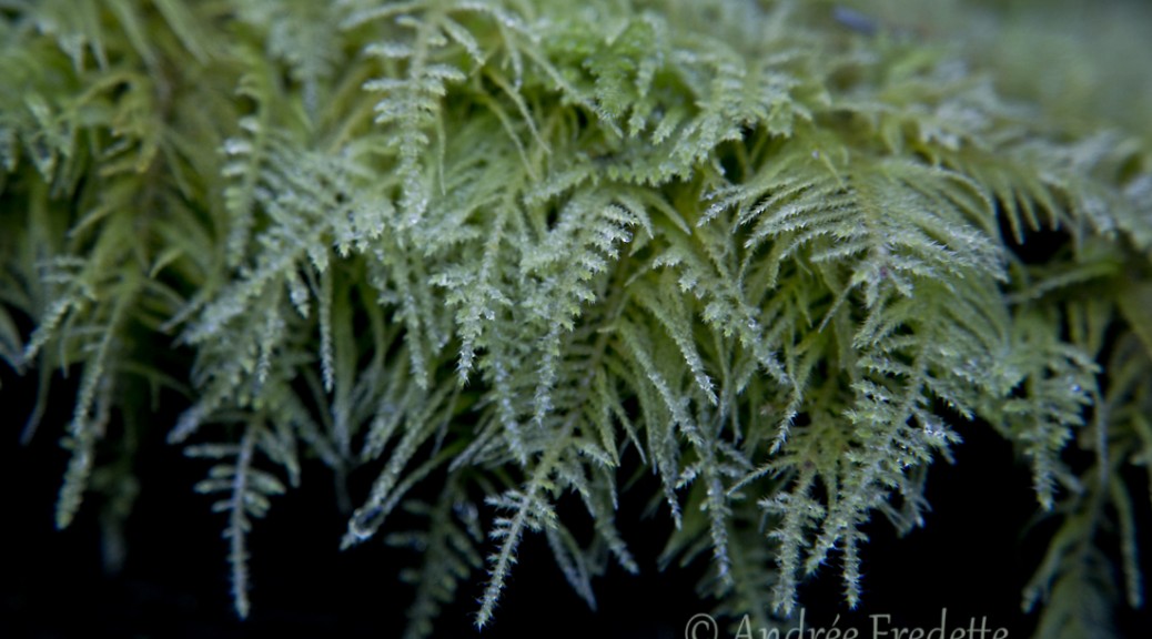 Lacy Moss at Lyall Creek Trail, Saturna Island, BC. Photo by Andrée Fredette