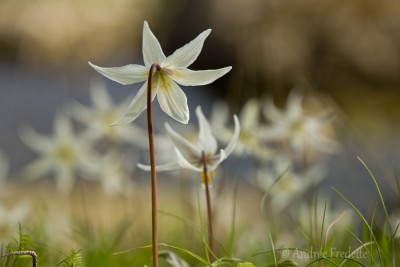 Fawn lilies by the ocean. Photo by Andrée Fredette