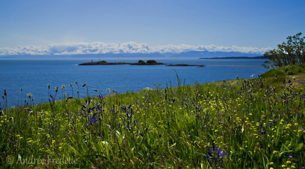 Wildflowers at Tower Point, Witty's Lagoon Regional Park, Metchosin, Vancouver Island, BC. Photo by Andrée Fredette